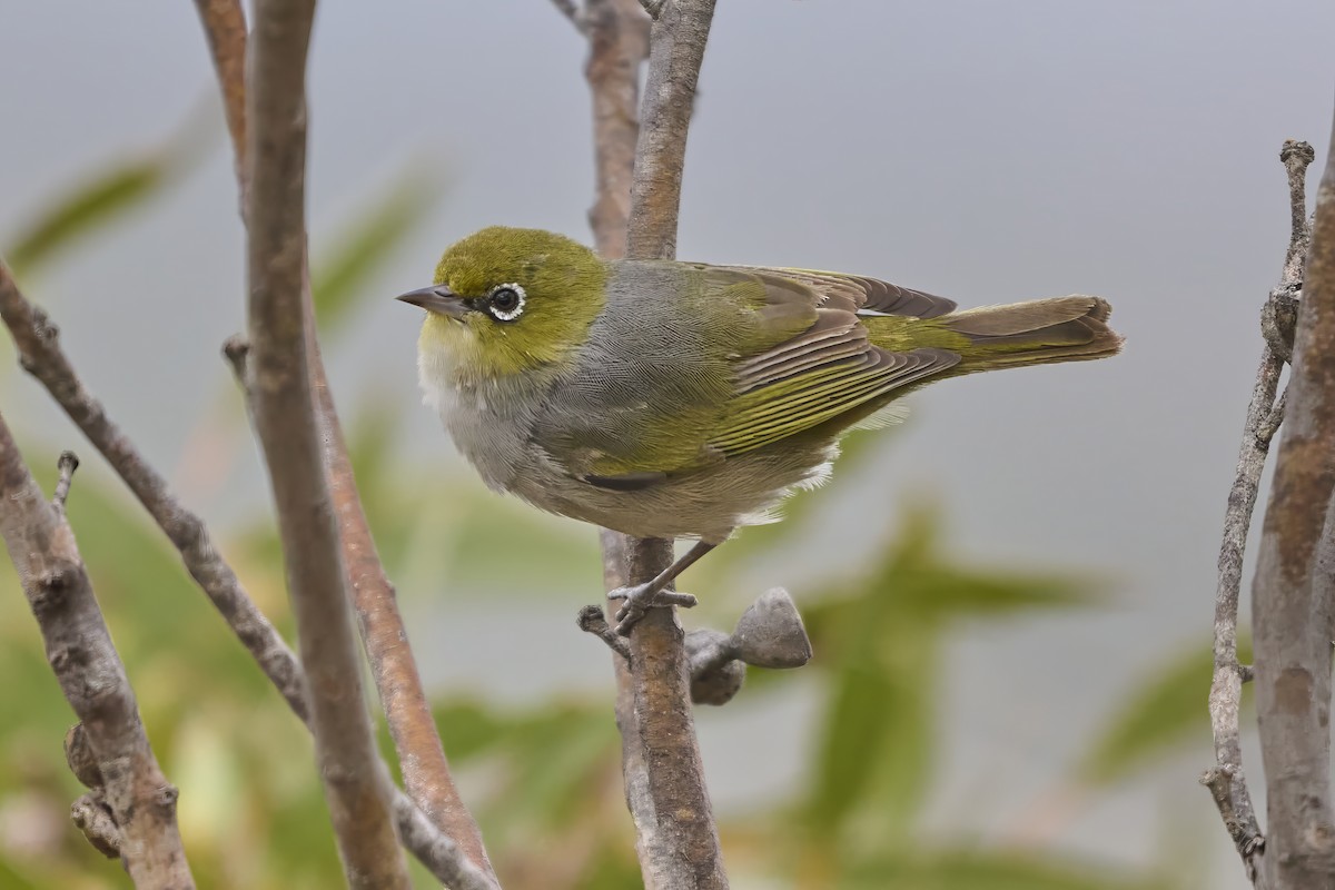 Silvereye - ML635319733