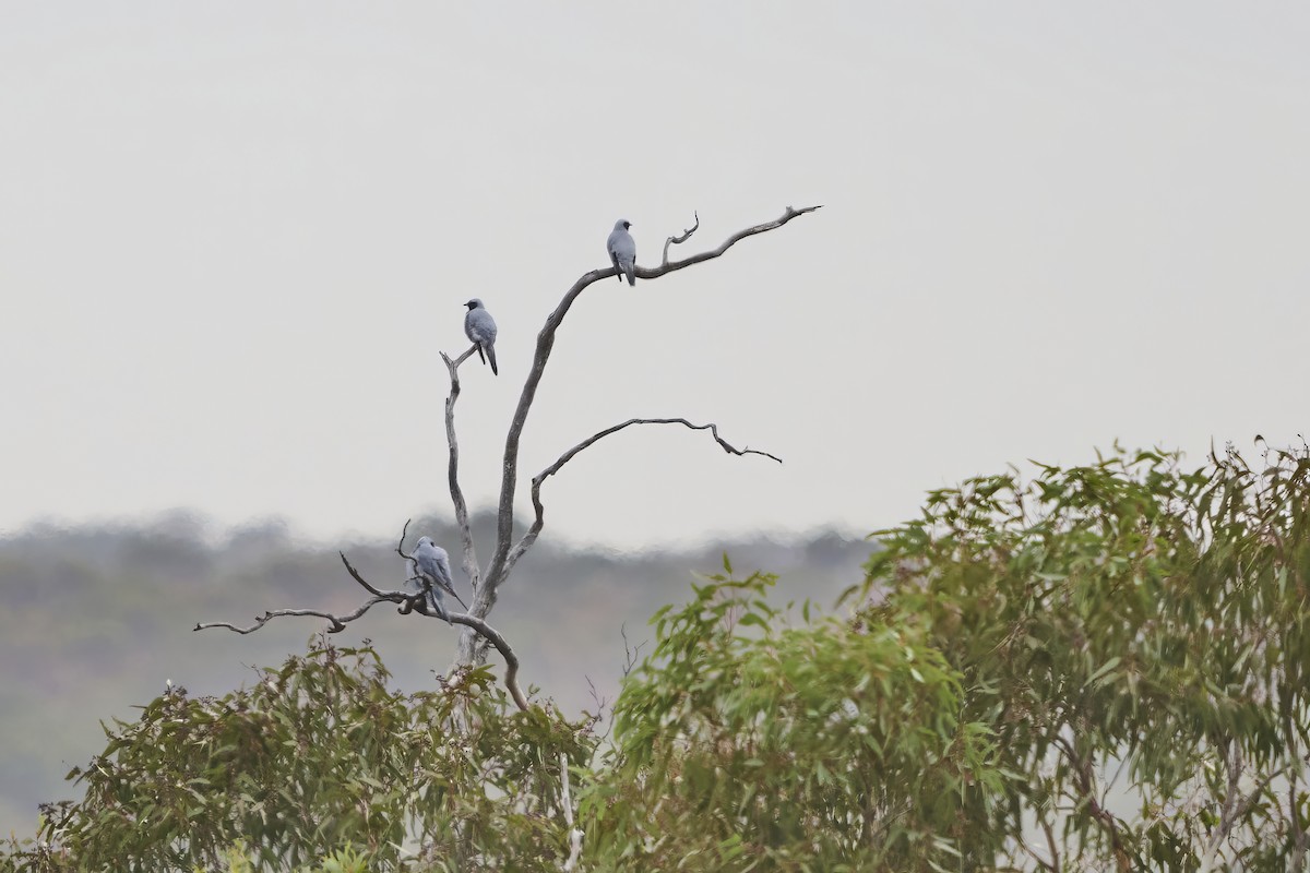 Black-faced Cuckooshrike - ML635319744