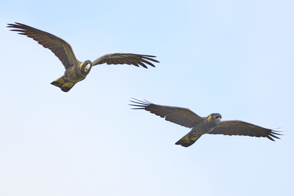 Yellow-tailed Black-Cockatoo - ML635319746