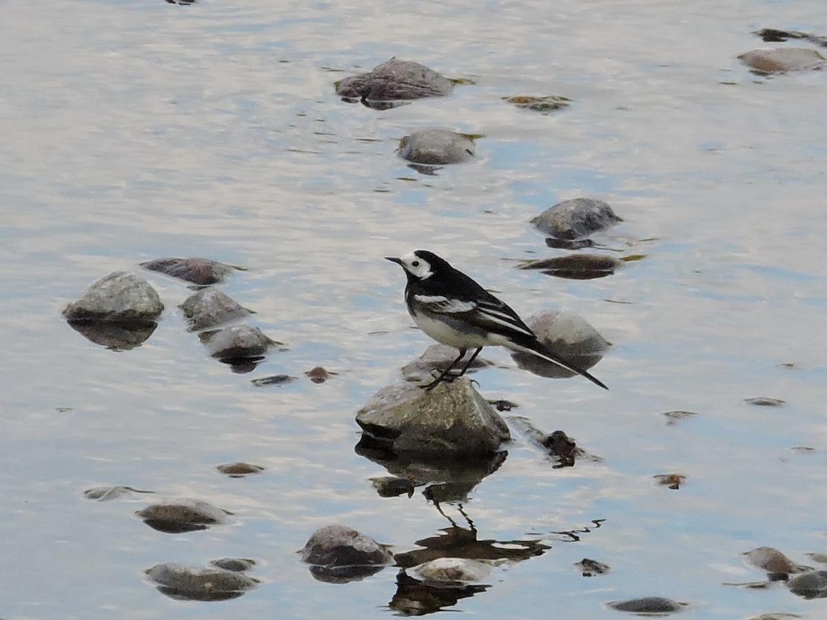 White Wagtail - ML635319793