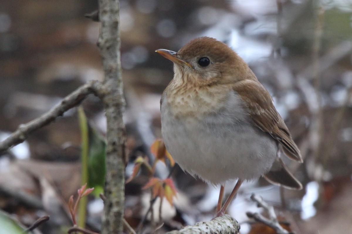 Veery - ML635319796