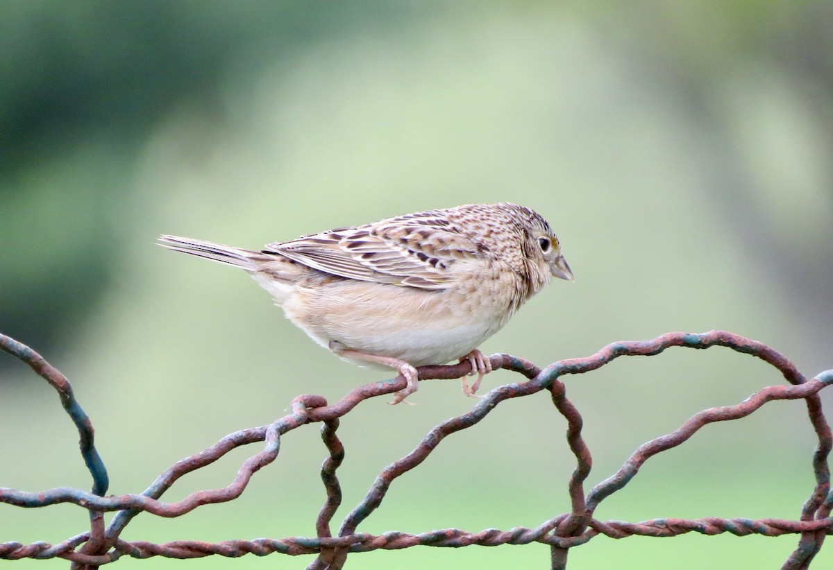 Grasshopper Sparrow - ML635319930