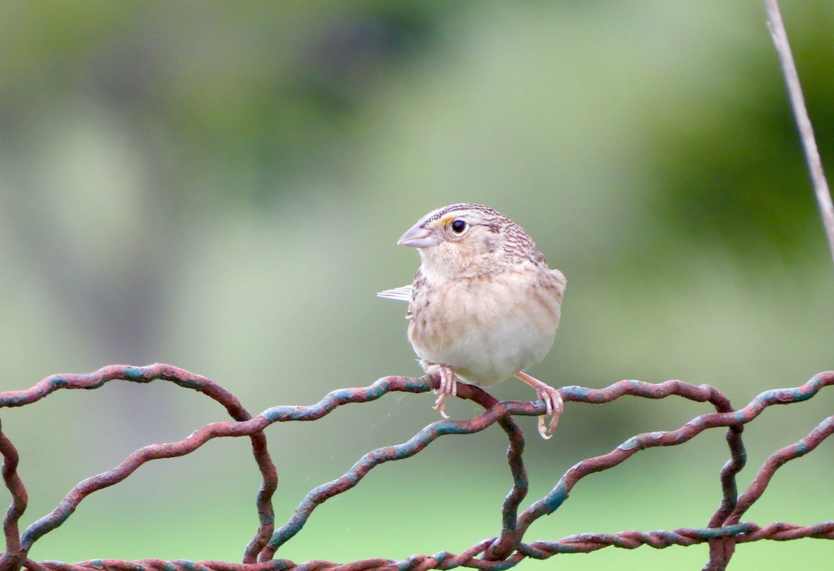 Grasshopper Sparrow - ML635319931