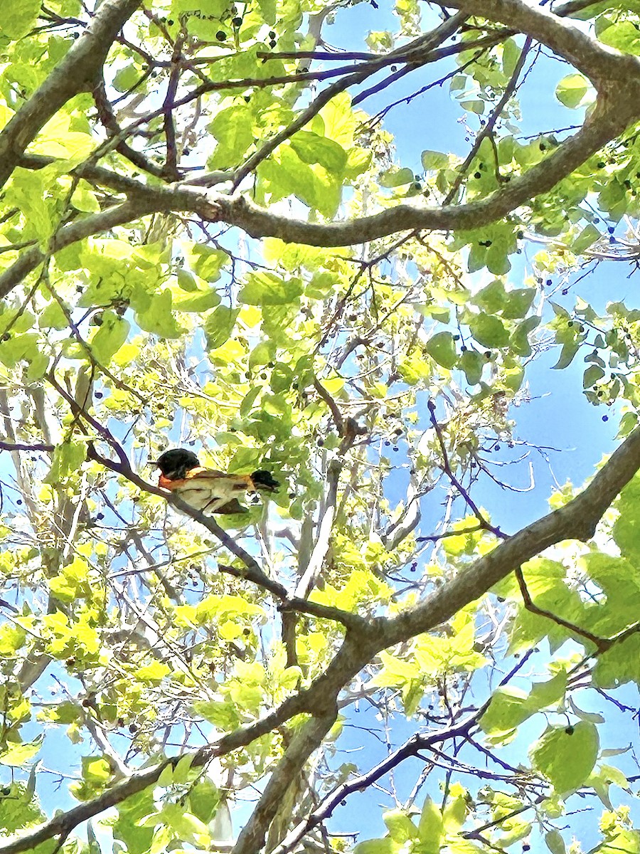 American Redstart - ML635319944