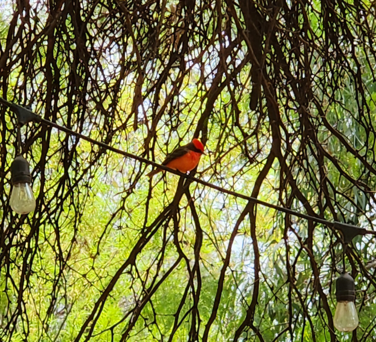 Vermilion Flycatcher - ML635319965