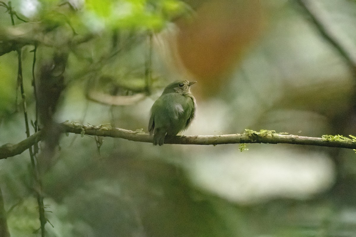 grønnmanakin - ML635320008