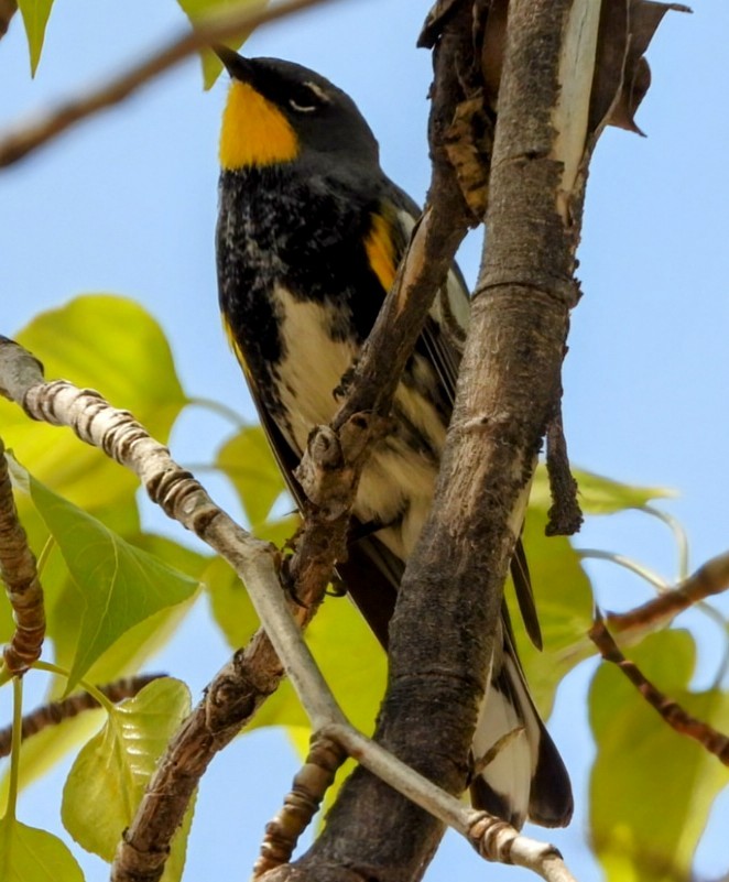 Yellow-rumped Warbler - ML635320020