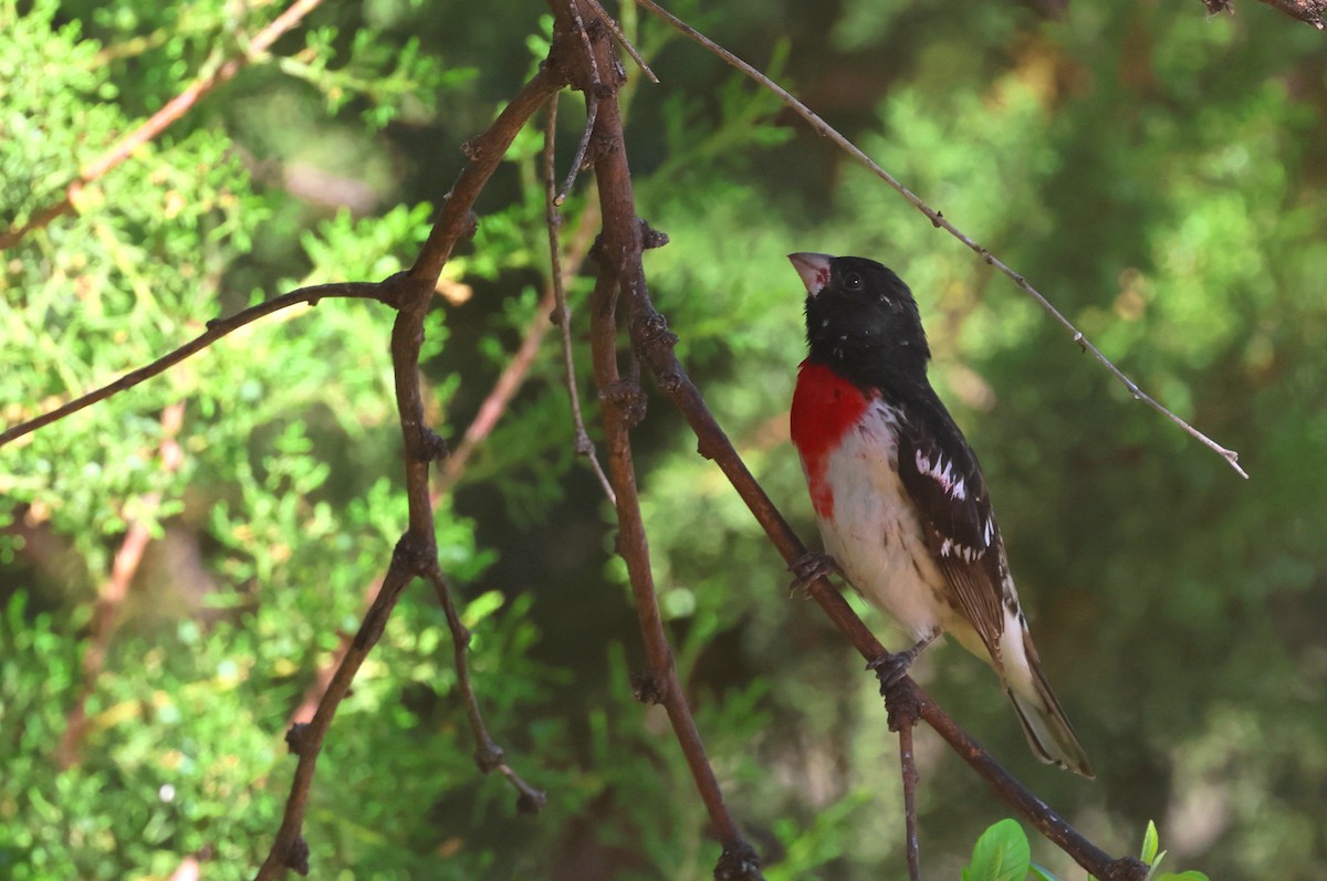 Rose-breasted Grosbeak - ML635320085