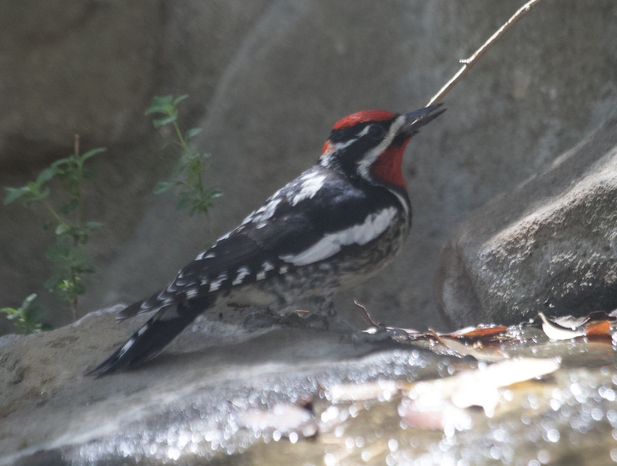 Red-naped Sapsucker - ML635320109