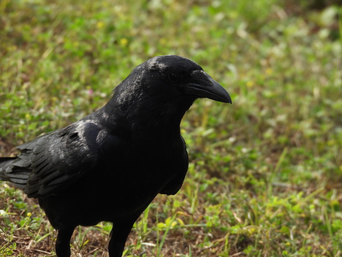 Fish Crow - ML635320115
