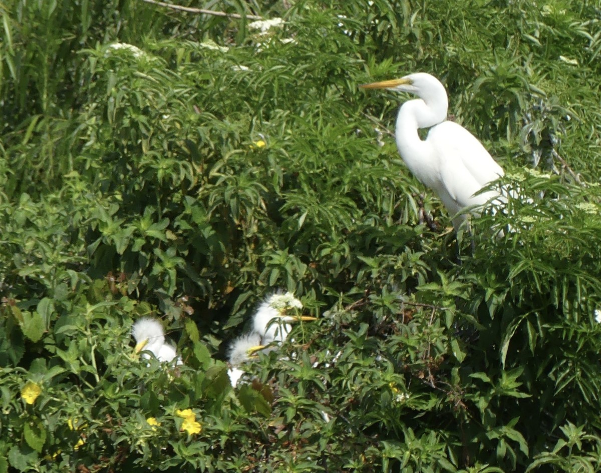 egretthegre - ML635320214
