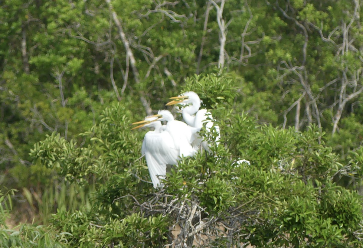egretthegre - ML635320215