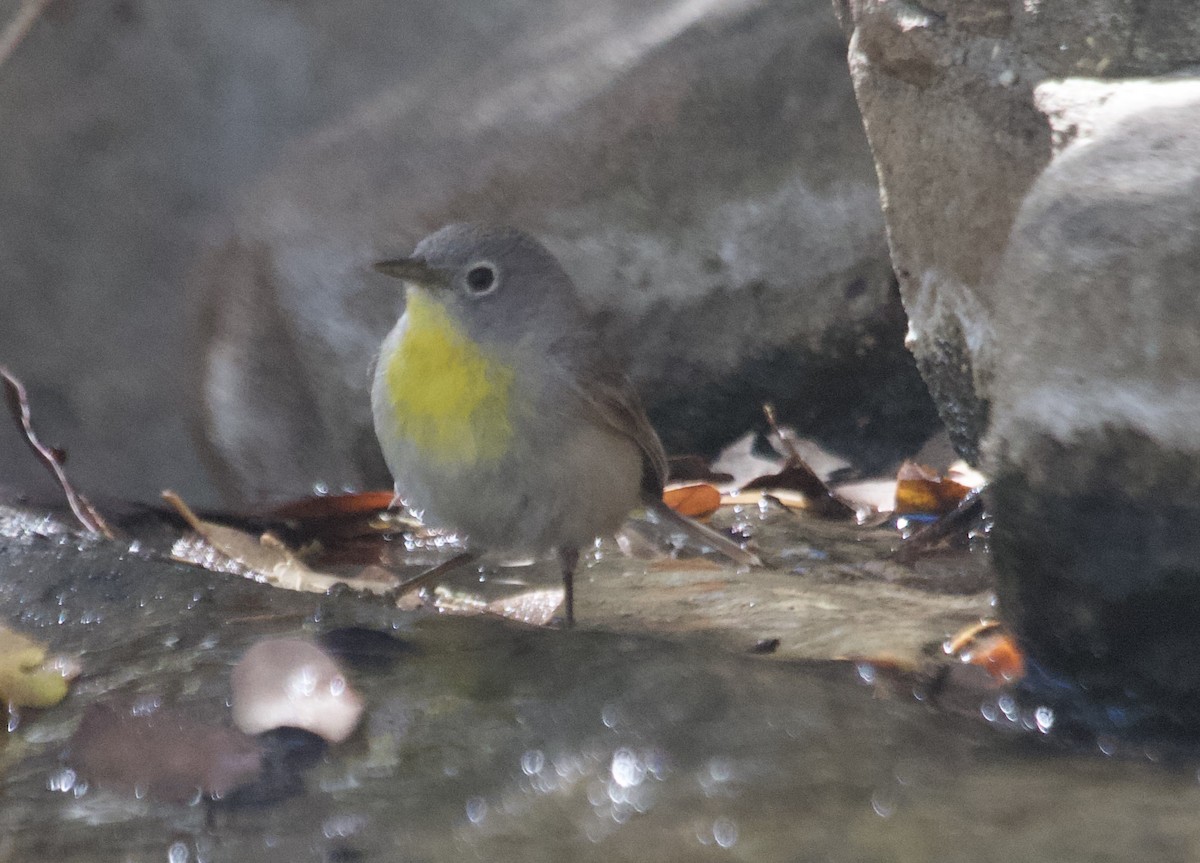 Virginia's Warbler - ML635320227