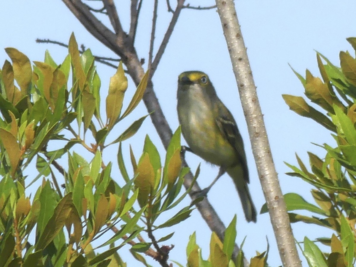 hvitøyevireo - ML635320235