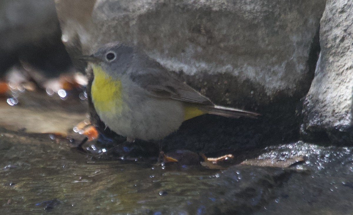 Virginia's Warbler - ML635320246