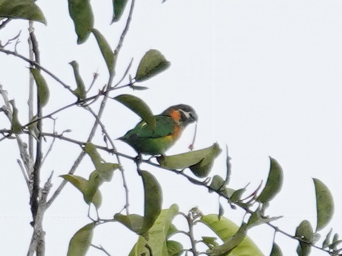 Dusky-cheeked Fig-Parrot - ML635320420