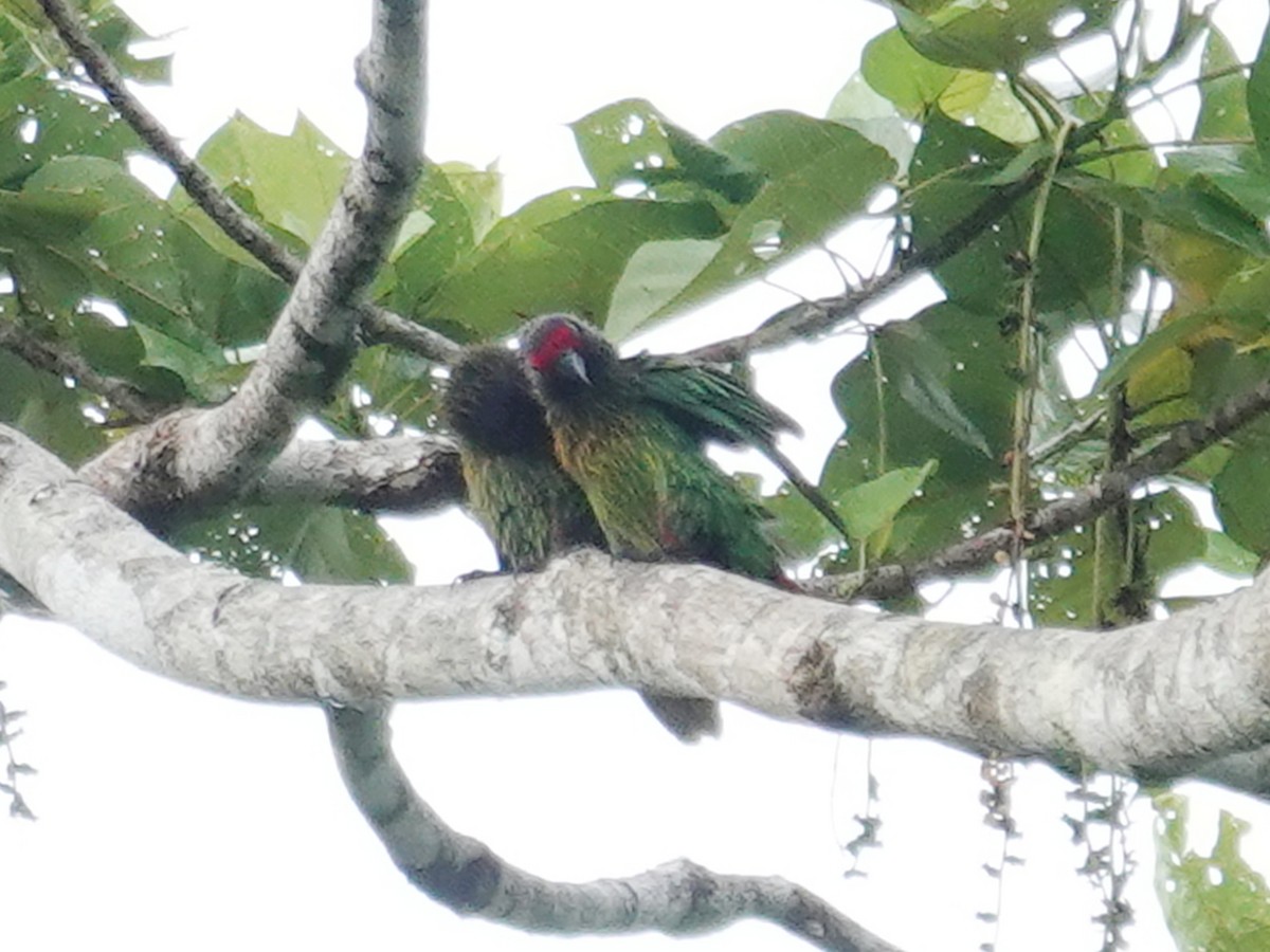 Yellow-streaked Lory - ML635320423