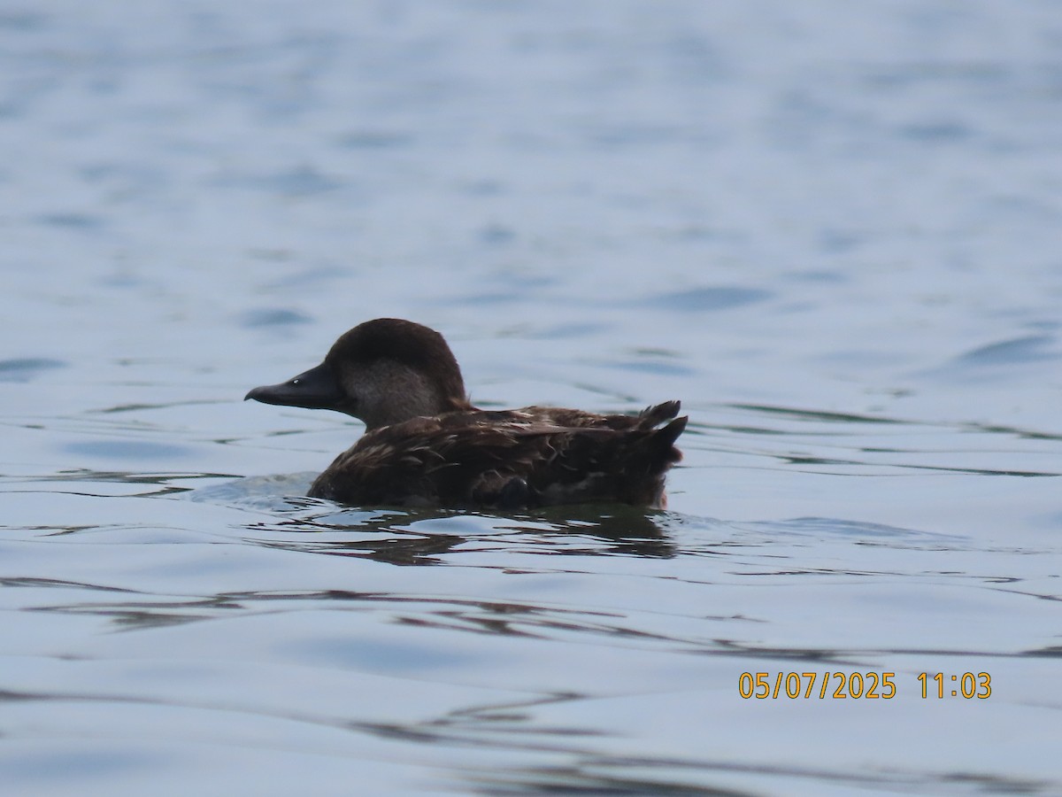 Black Scoter - ML635320435