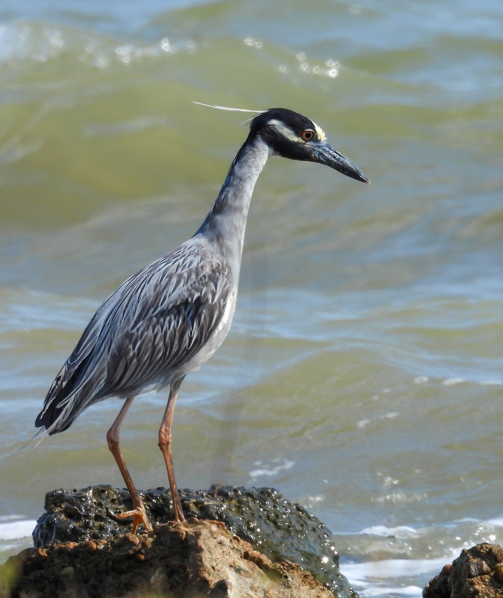 Yellow-crowned Night Heron - ML635320458
