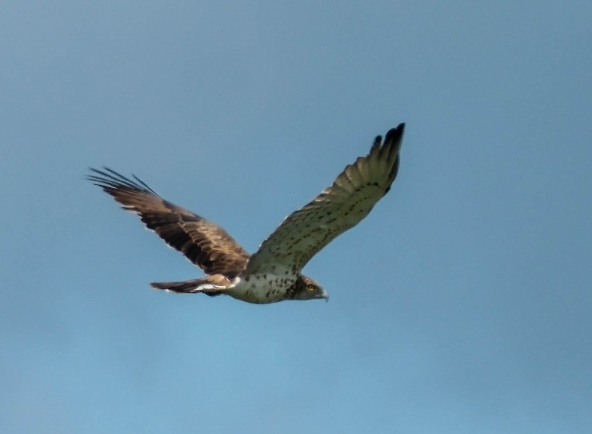 Short-toed Snake-Eagle - ML635320513