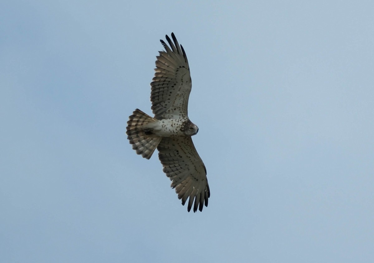 Short-toed Snake-Eagle - ML635320514
