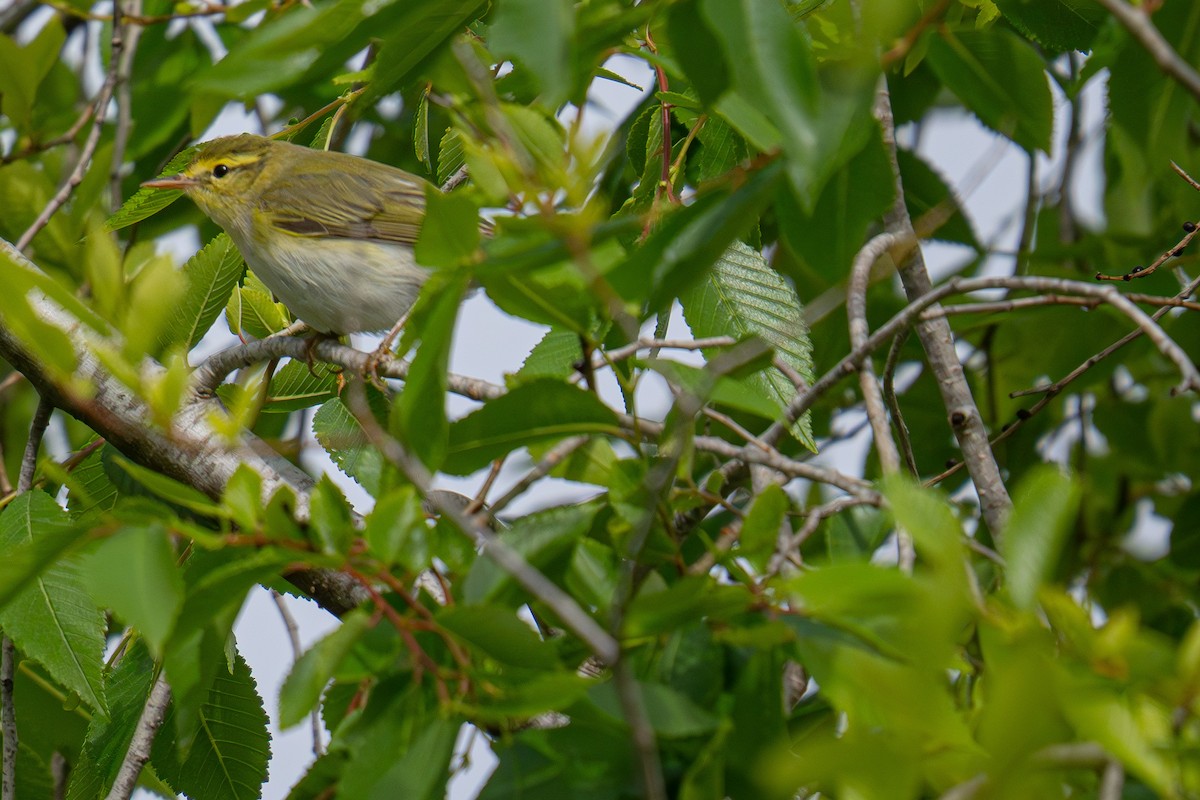 Wood Warbler - ML635320588