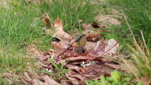 Cerulean Warbler - ML635320720