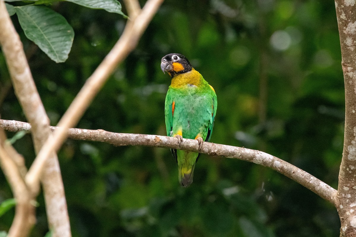 Orange-cheeked Parrot - ML635320740