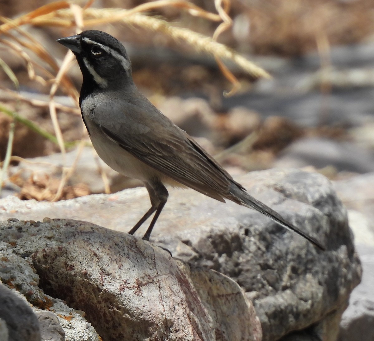 Black-throated Sparrow - ML635320744