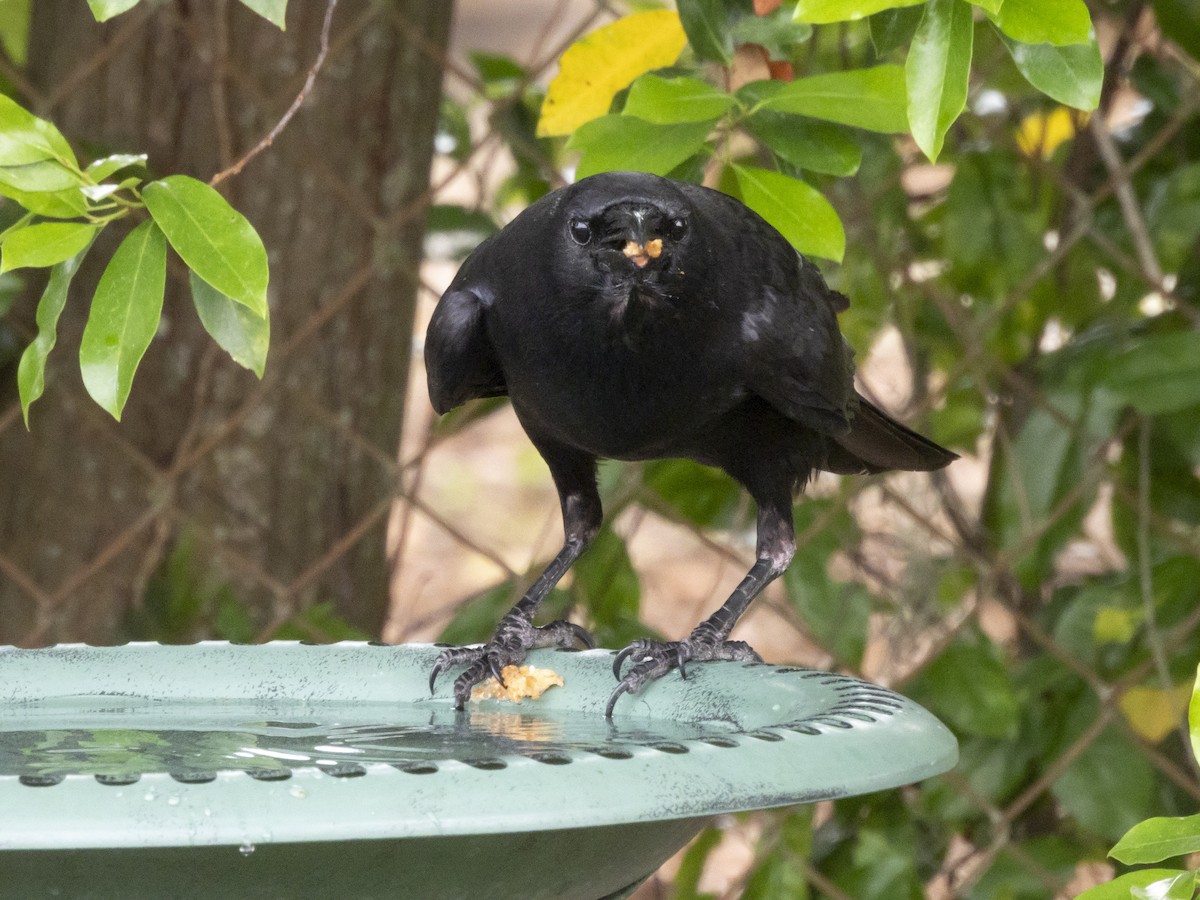 Fish Crow - ML635320844