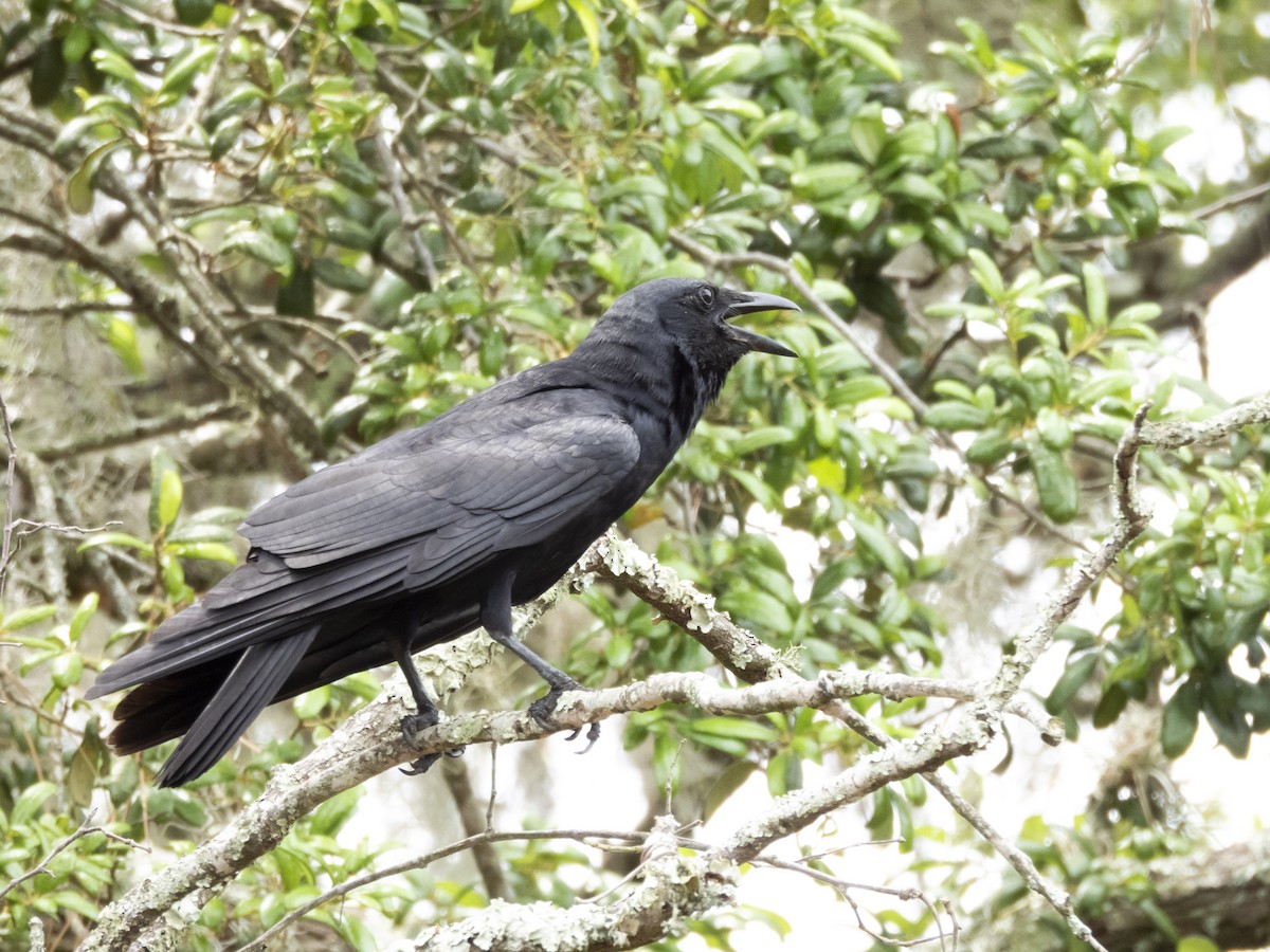 Fish Crow - ML635320845