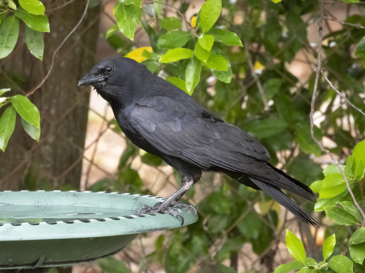 Fish Crow - ML635320846
