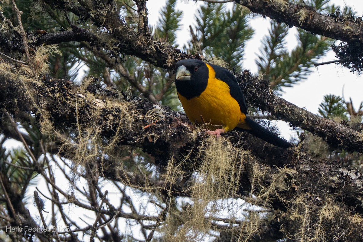 Collared Grosbeak - ML635320870