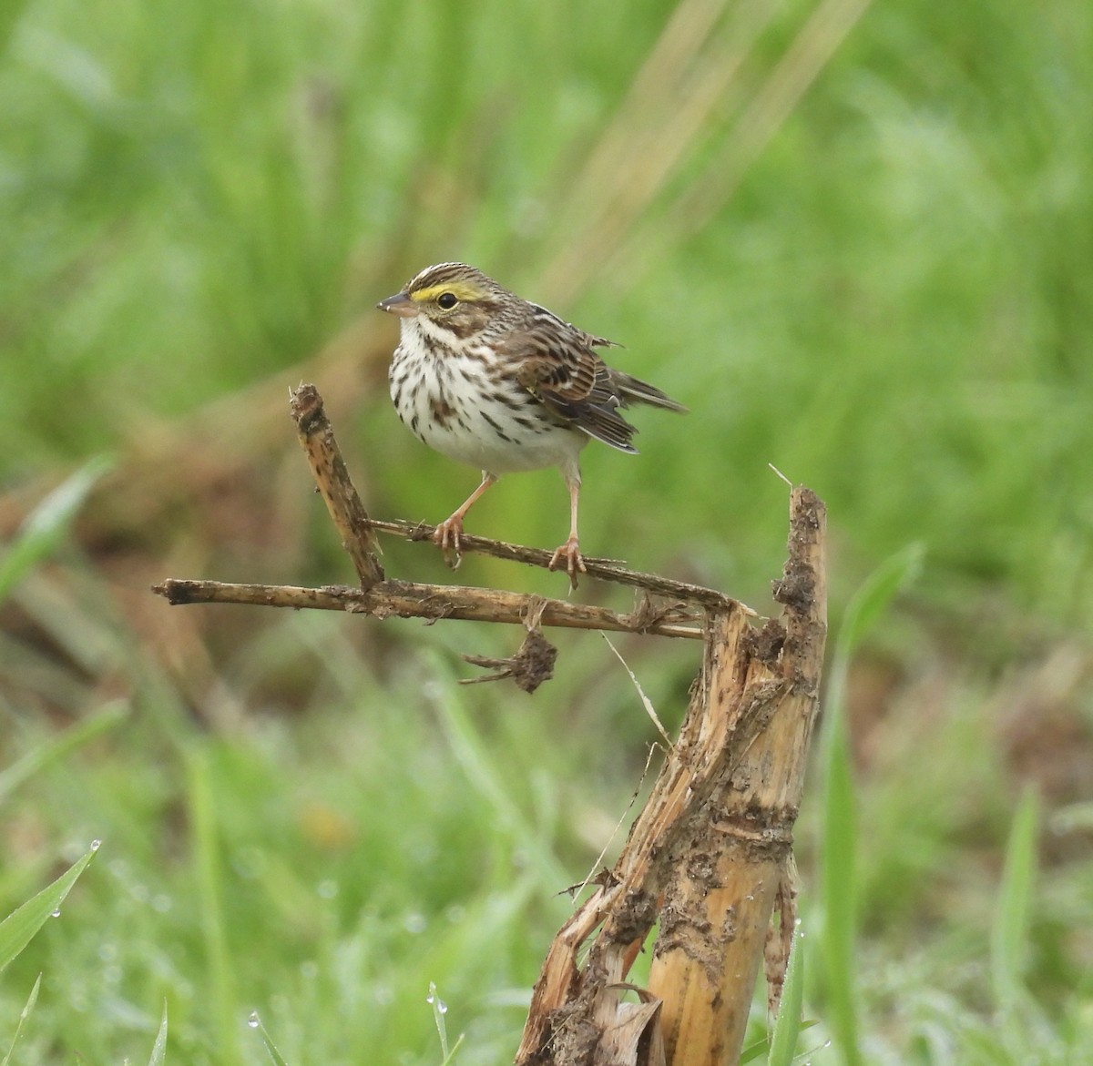 Savannah Sparrow - ML635320912