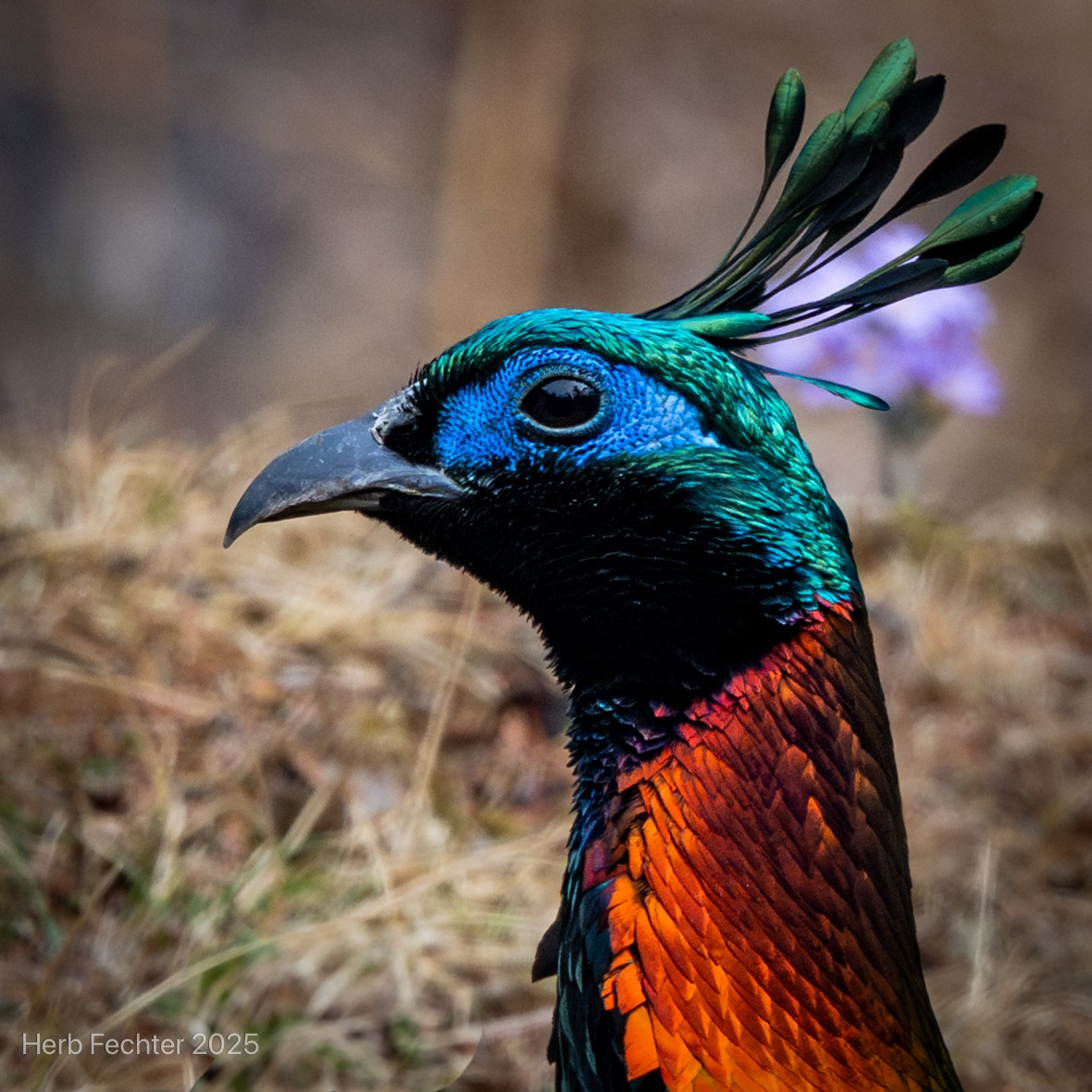Himalayan Monal - ML635320925