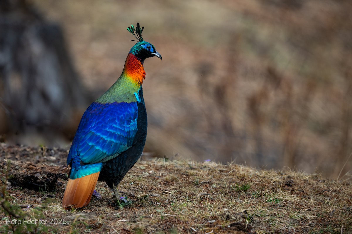 Himalayan Monal - ML635320926