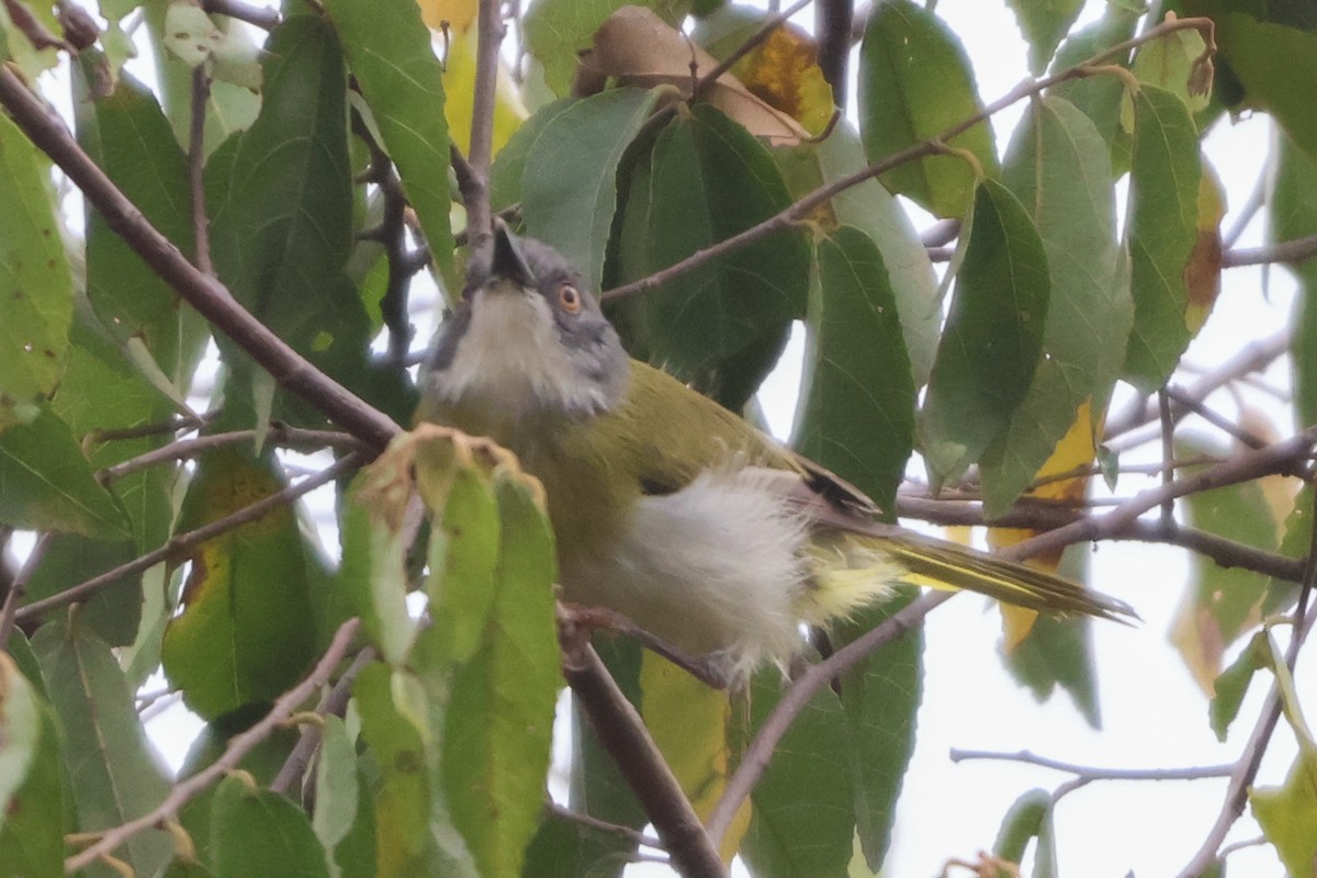 Yellow-breasted Apalis - ML635320951