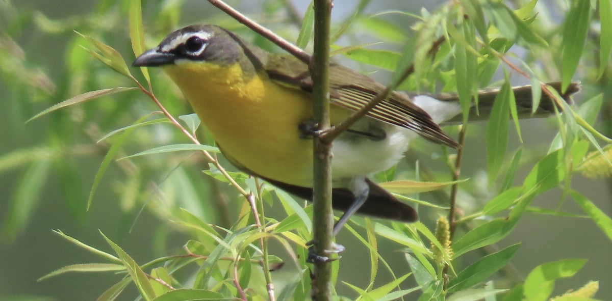Yellow-breasted Chat - ML635320985