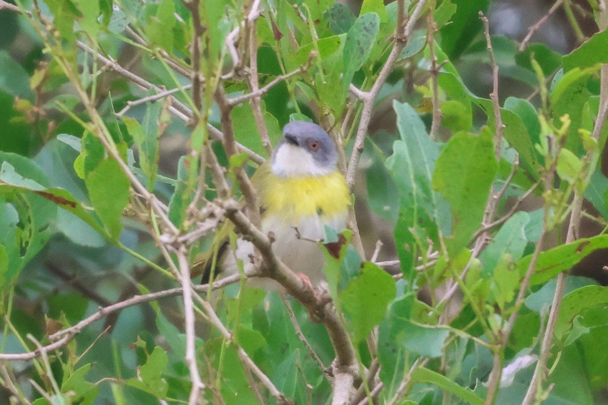 Yellow-breasted Apalis - ML635320998