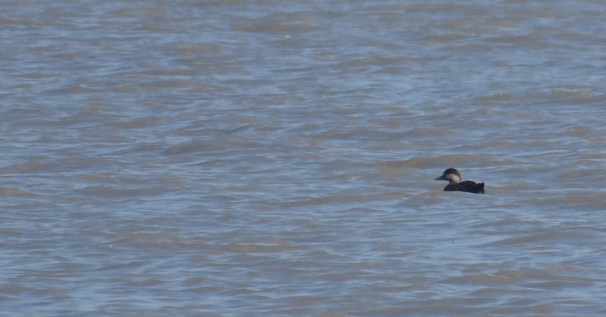 Black Scoter - ML635321009