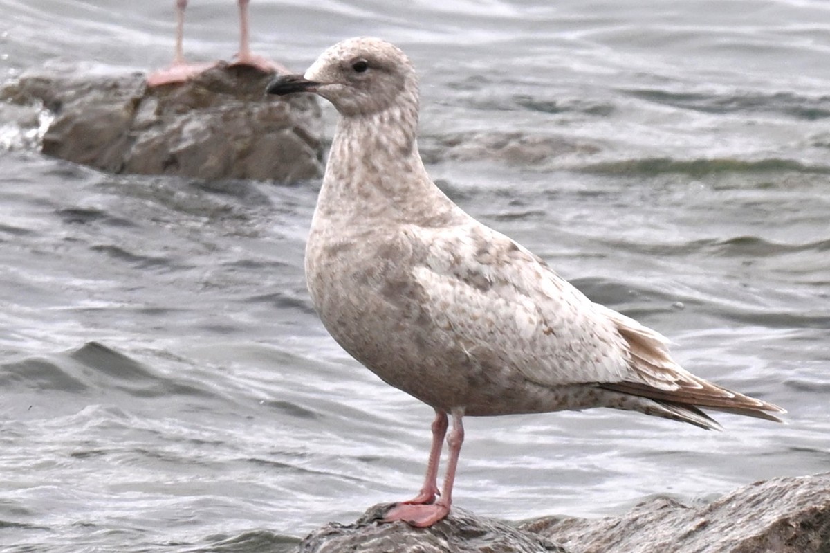 Iceland Gull (Thayer's) - ML635321059