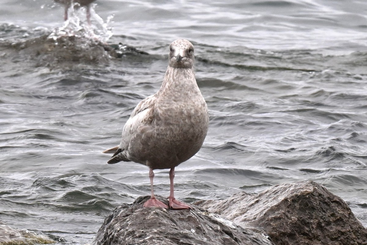 Iceland Gull (Thayer's) - ML635321060