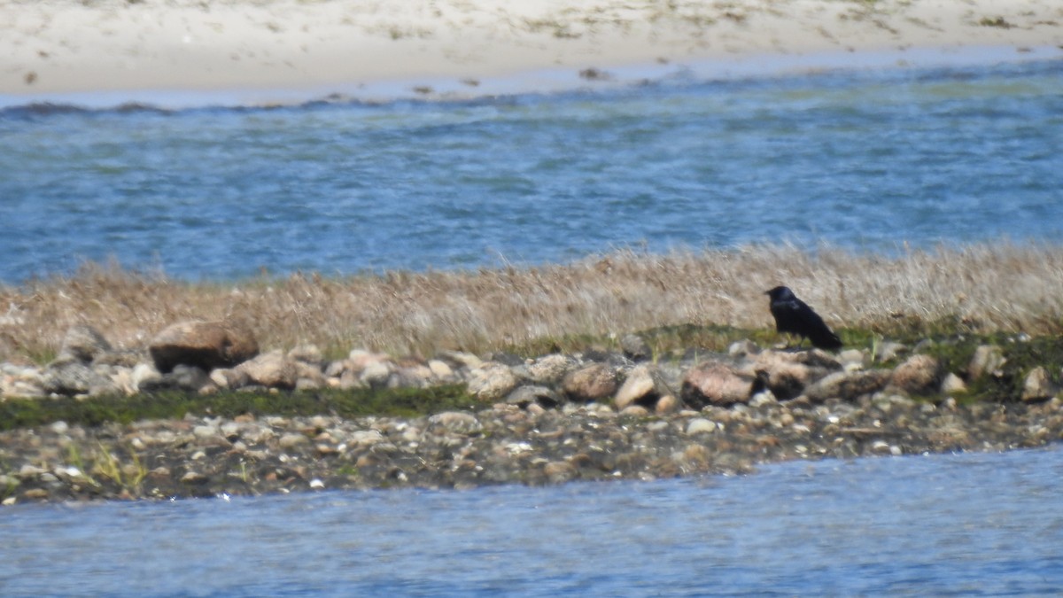 Fish Crow - ML635321153