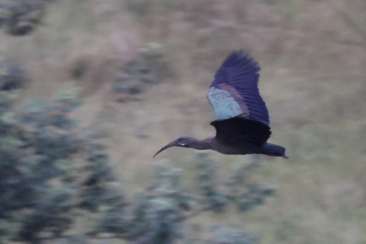 Hadada Ibis - ML635321303