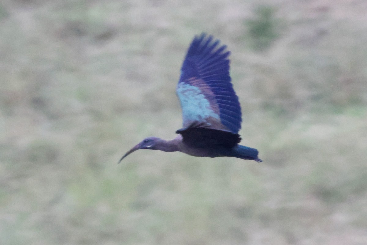 Hadada Ibis - ML635321304
