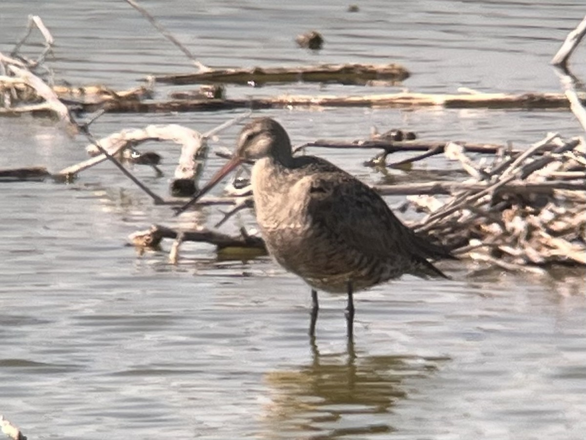 Hudsonian Godwit - ML635321363
