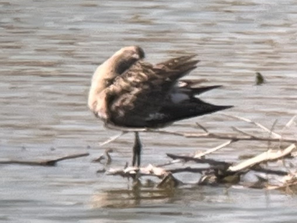 Hudsonian Godwit - ML635321364