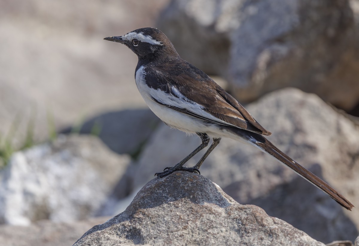 White-browed Wagtail - ML635321393