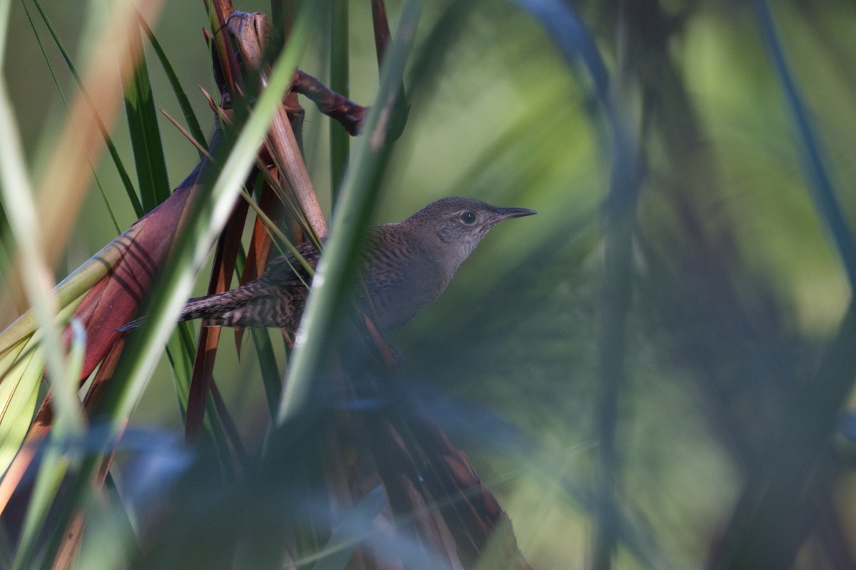 Zapata Wren - ML635321400