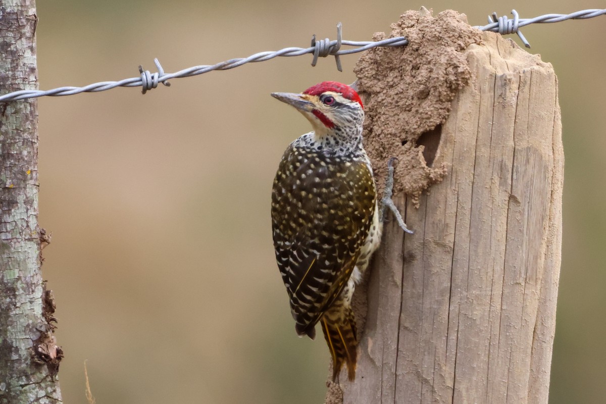 Pic cardinal - ML635321420